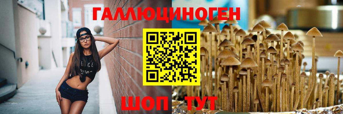 Галлюциногенные грибы Psilocybe Сегежа